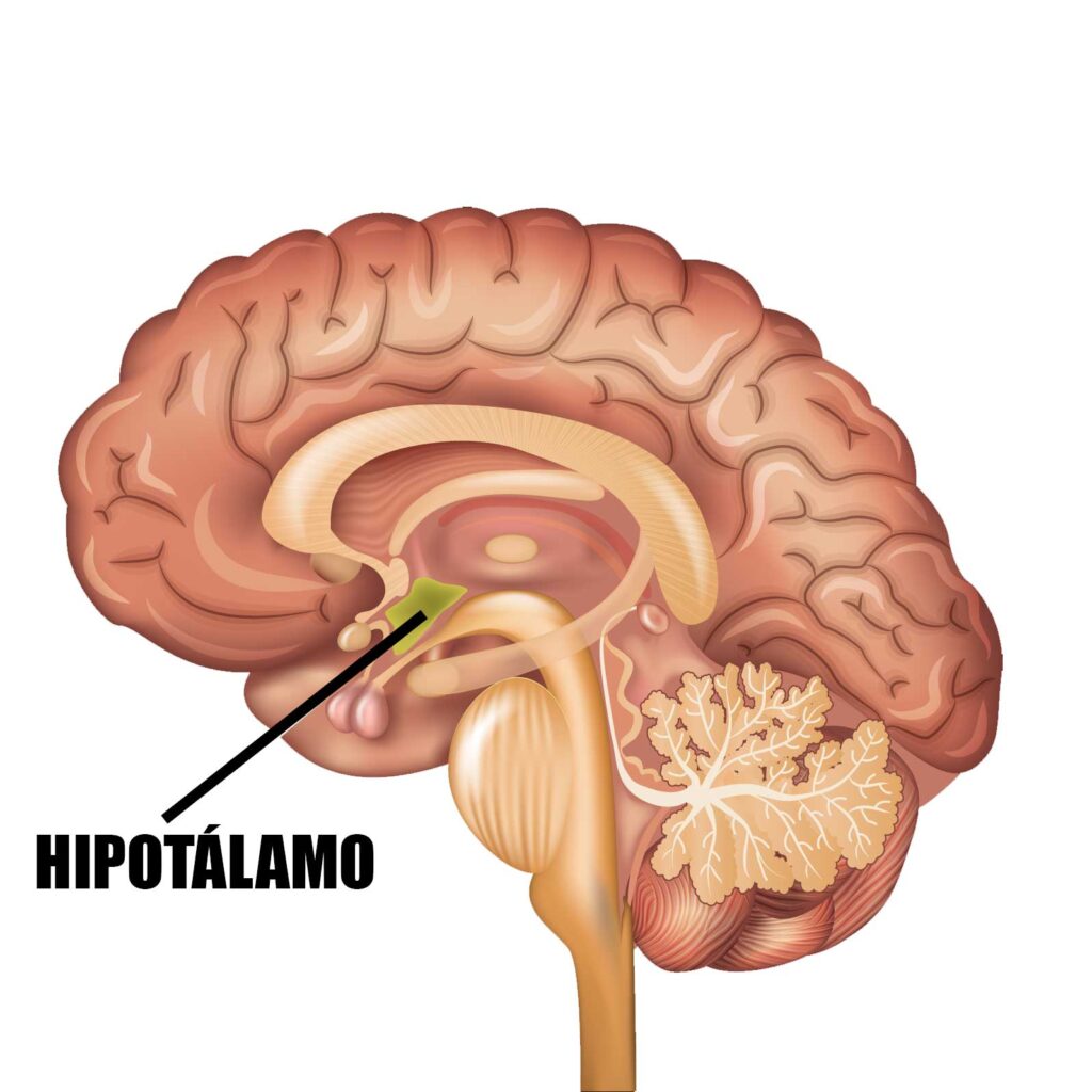 El hipotálamo, una de las partes más importantes del cerebro. 