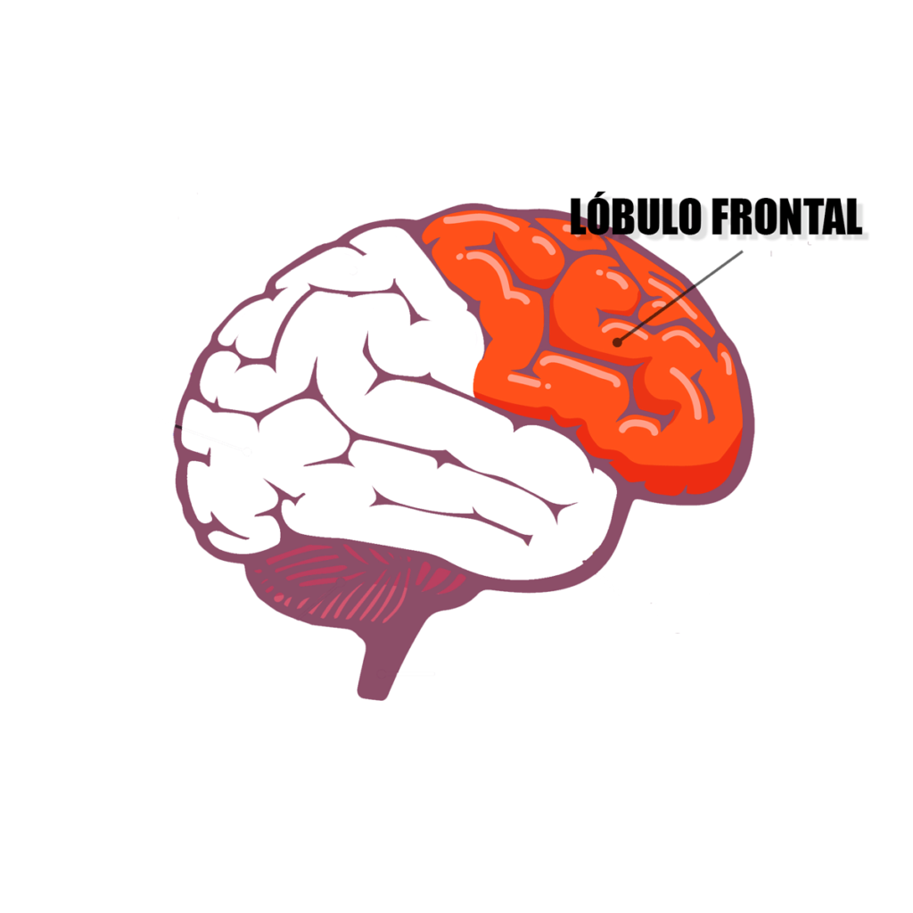 El lóbulo frontal o corteza frontal.
