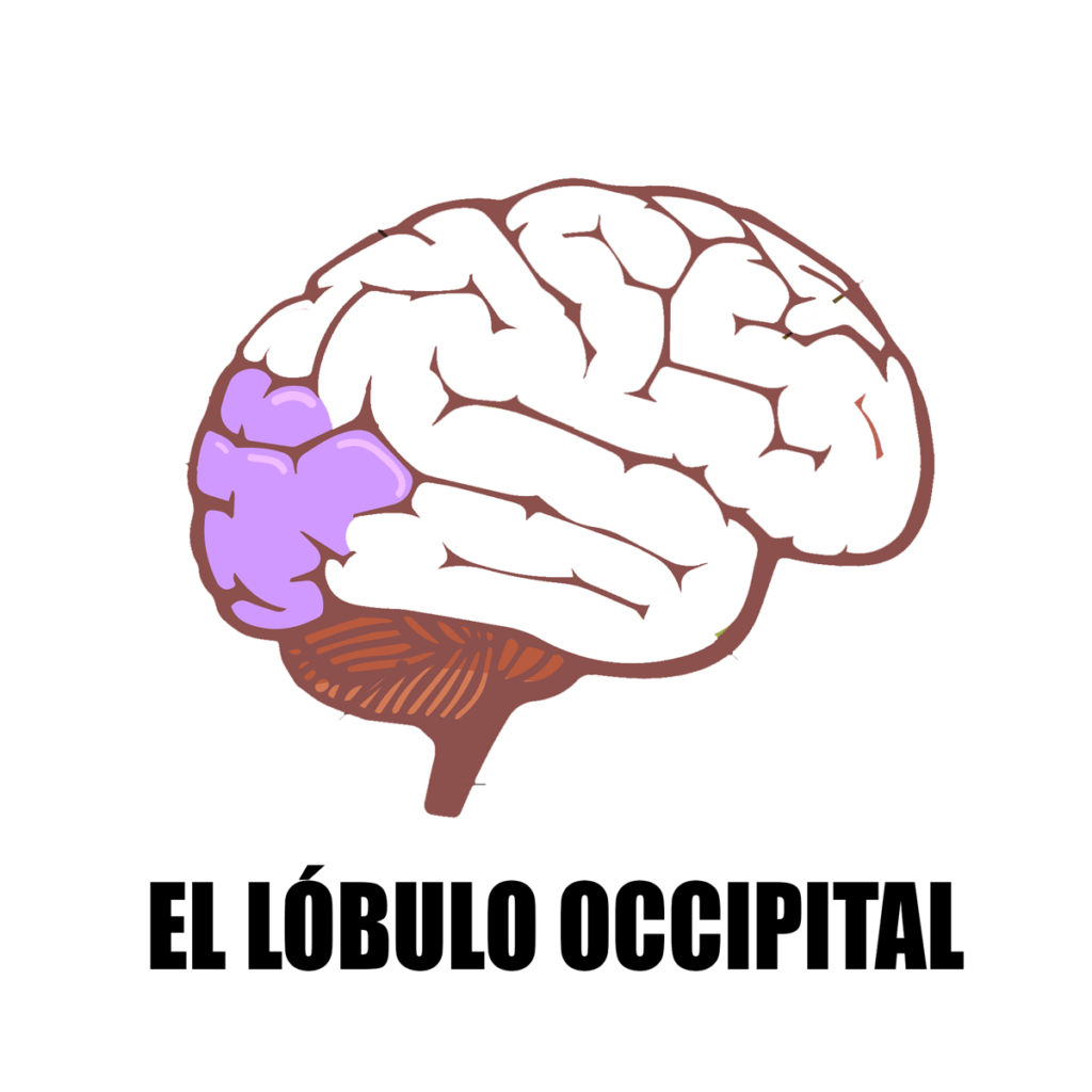 El lóbulo occipital del cerebro.