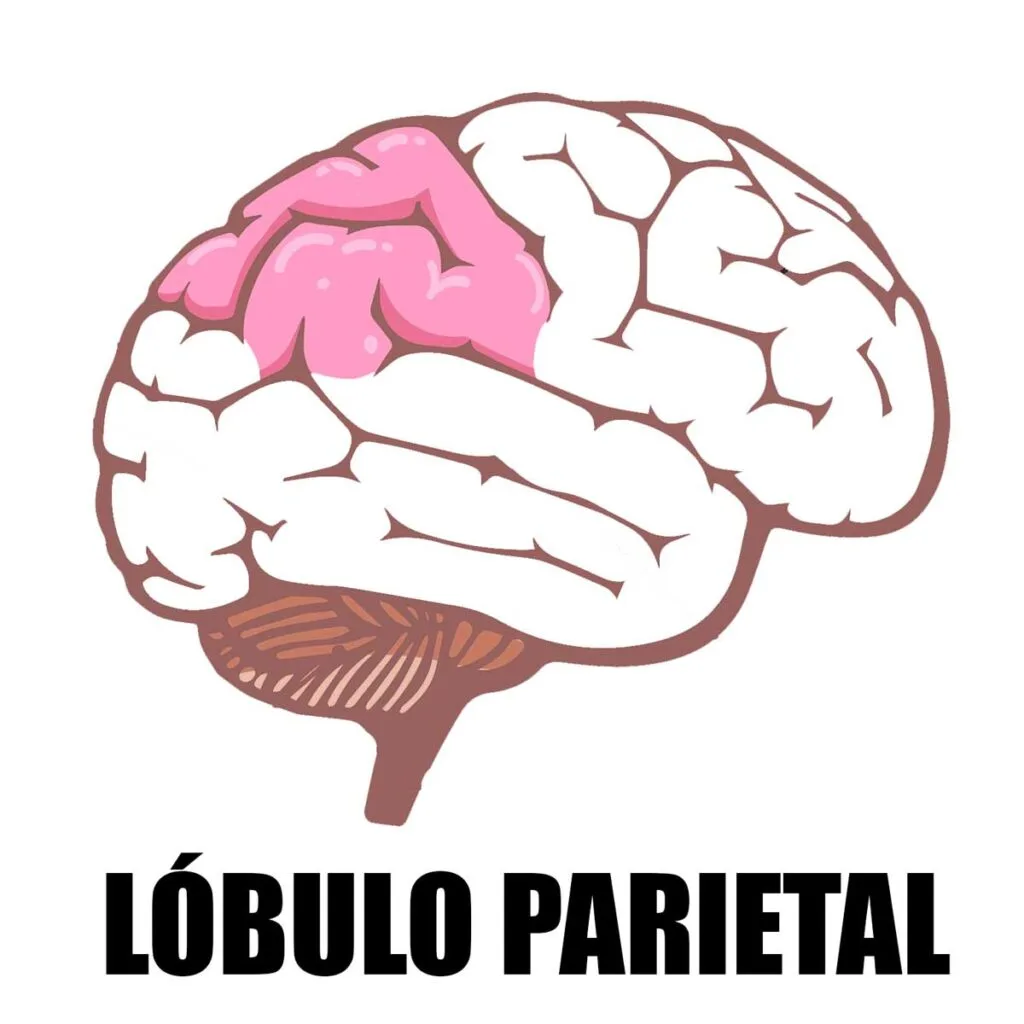 El lóbulo parietal del cerebro.