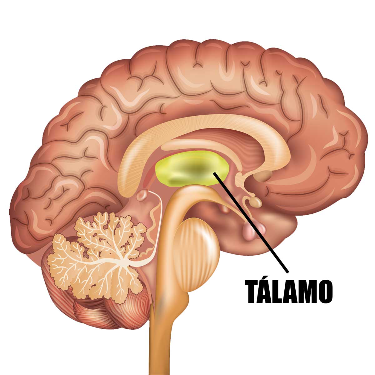 El tálamo, sus funciones, núcleos y trastornos asociados.