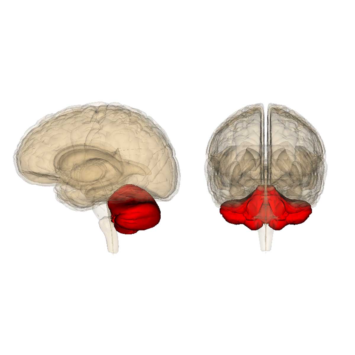 El cerebelo es la parte del encéfalo encargada de algunos aspectos del movimiento.