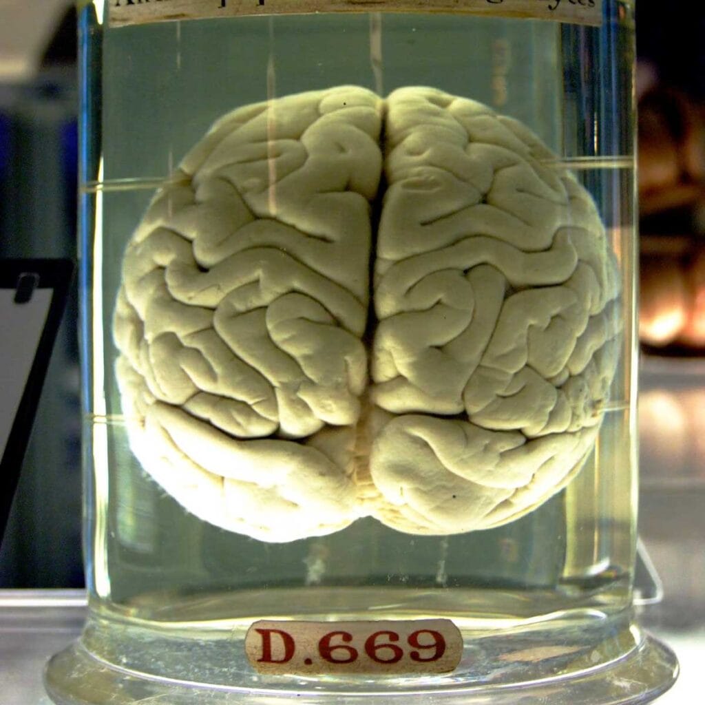 Anatomía y funciones principales del cerebro humano.