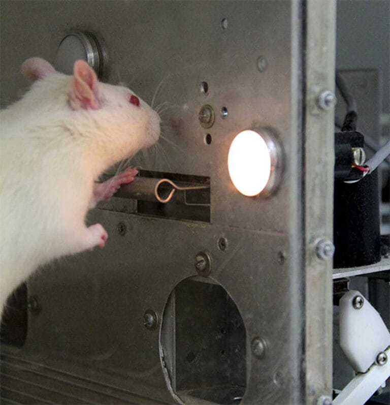 El condicionamiento operante también se conoce como instrumental.