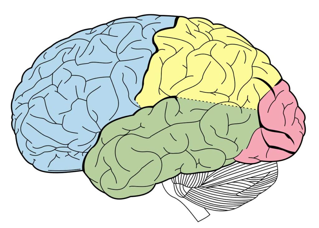 Los lóbulos cerebrales son cuatro y cumplen distintas funciones cada uno.
