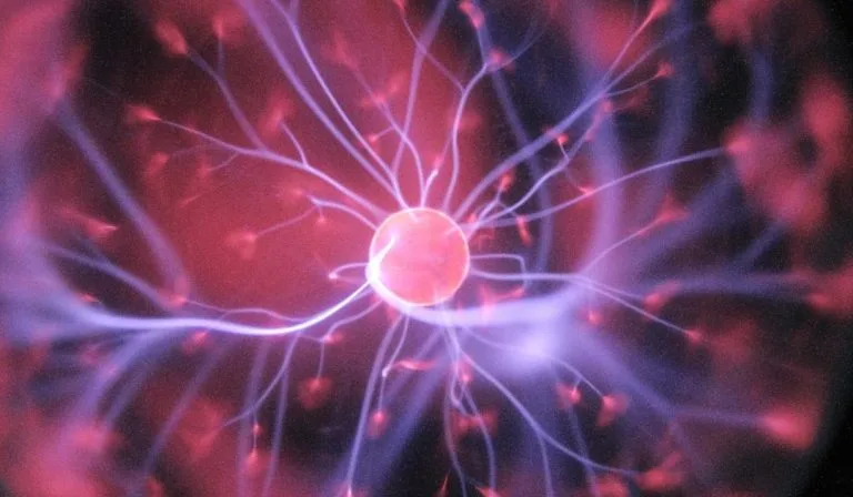 Hidden Brain Waste Removal System Discovered