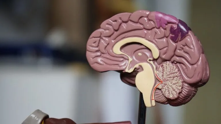 AI Uncovers New Brain Cell Types with High Accuracy
