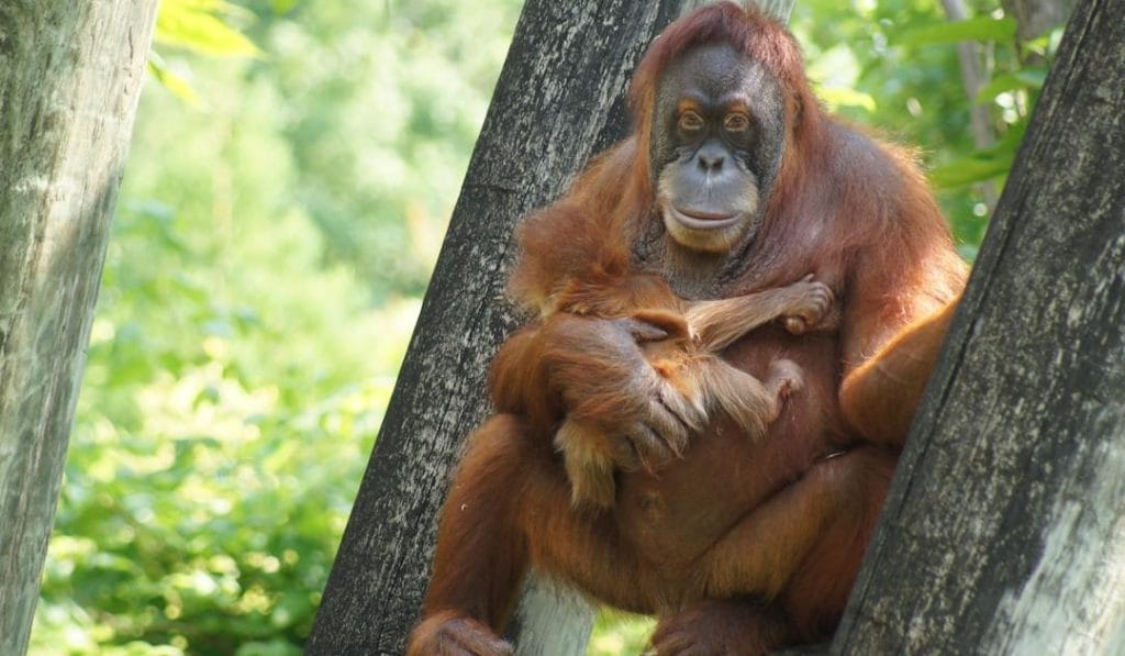 Are Orangutans Really Talking More Than We Thought?
