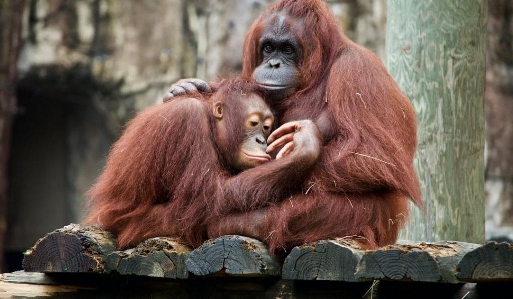 Are Orangutans Really Talking More Than We Thought?