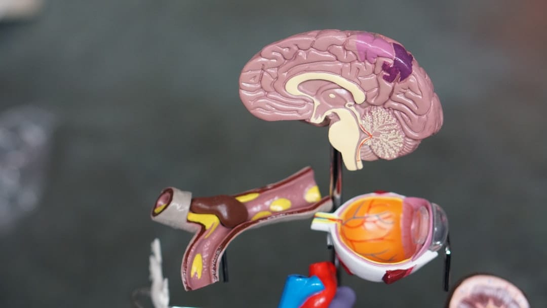 organoid intelligence funding for brain-inspired research